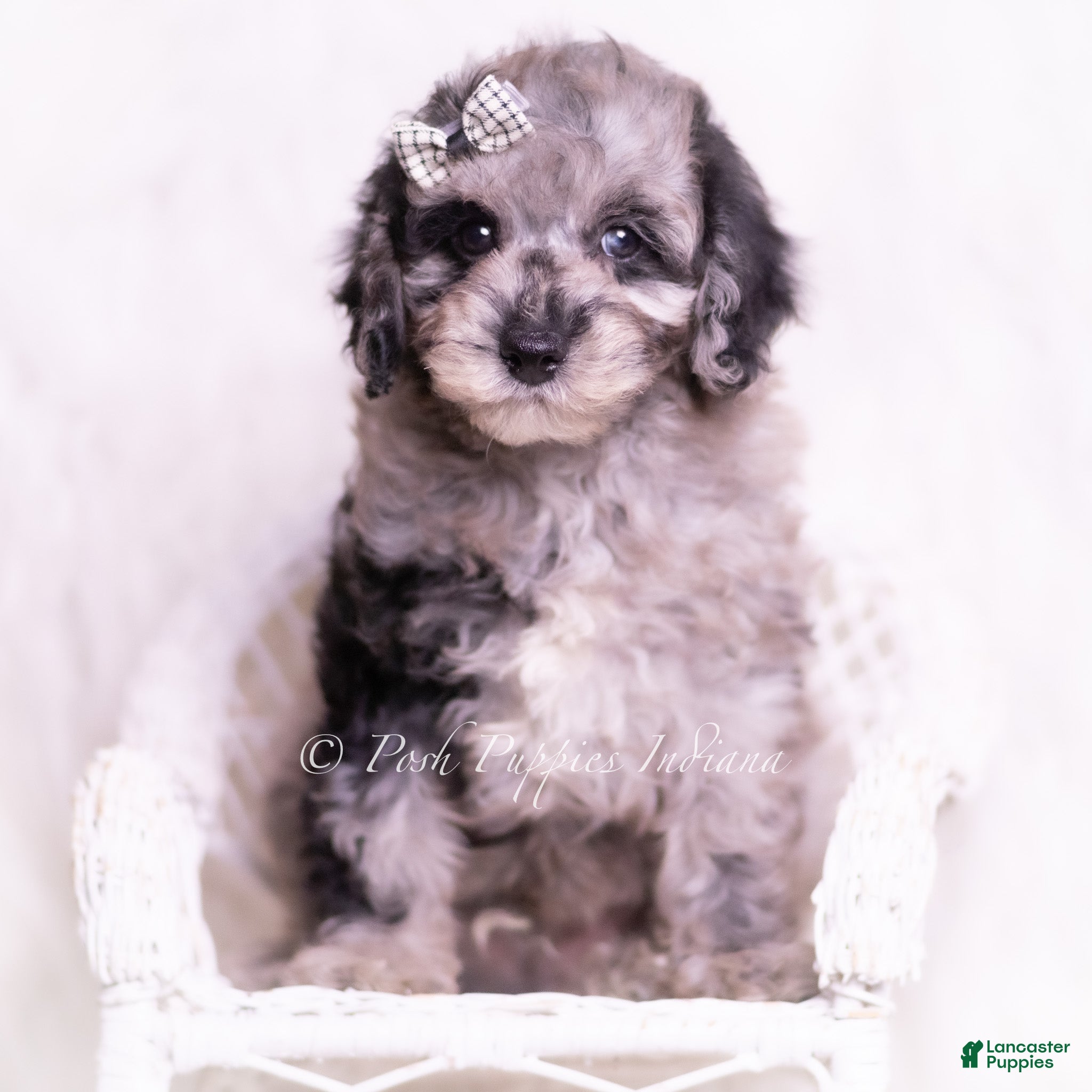 Toy Poodle dogs Romeo - Ad 42
