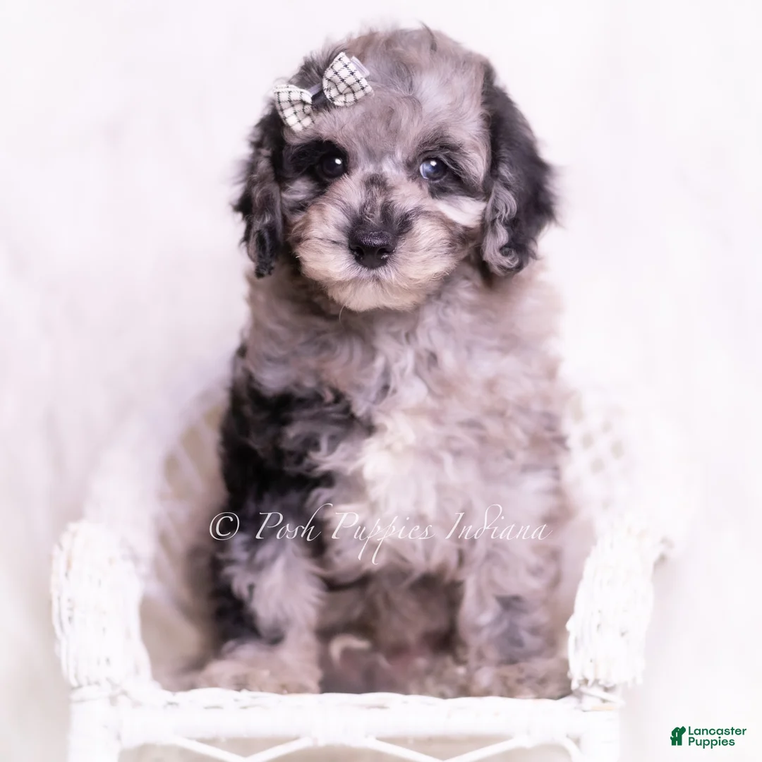 Toy Poodle dogs for sale: Romeo - Ad 1