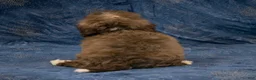 Havapoo dogs for sale: Bambi - Ad 7