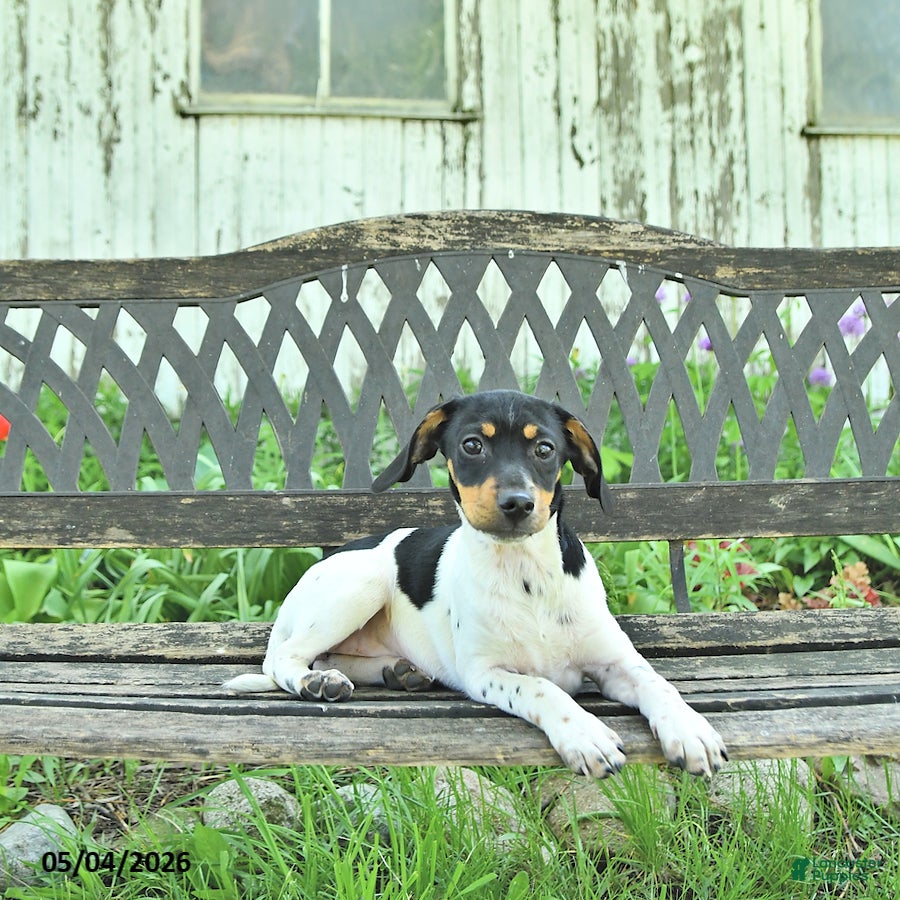 Mixed Breed dogs Pixie - Ad 1