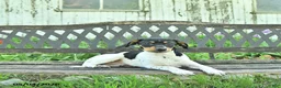 Mixed Breed dogs for sale: Pixie - Ad 1