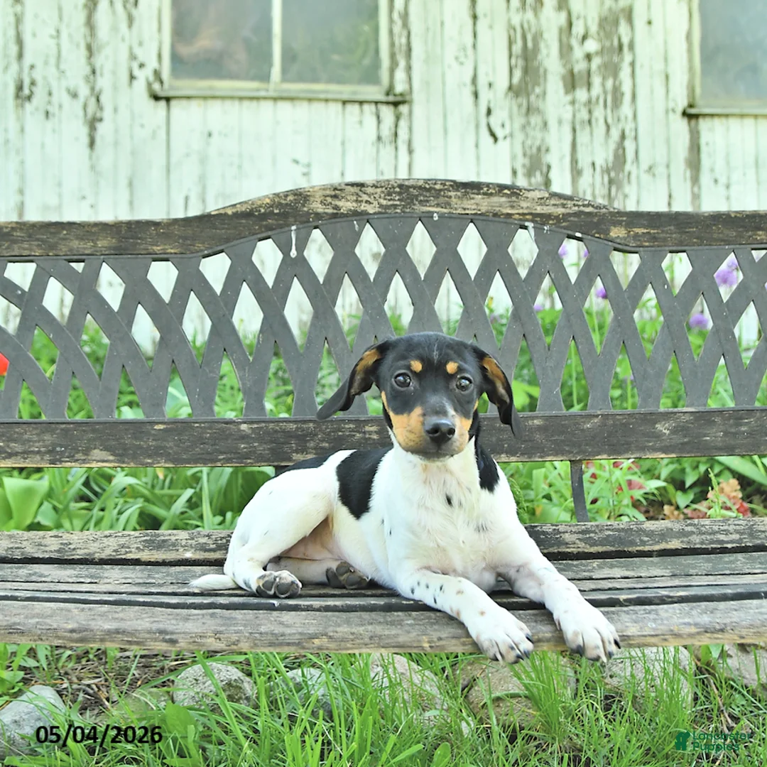 Mixed Breed dogs for sale: Pixie - Ad 1