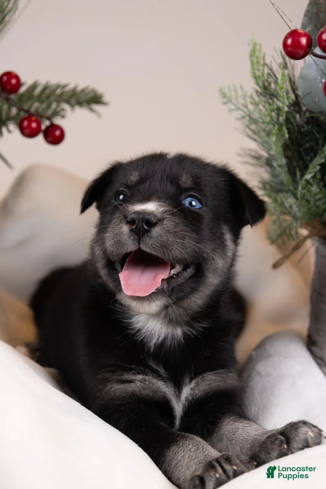 Goberian dogs for sale: Holly - Ad 4