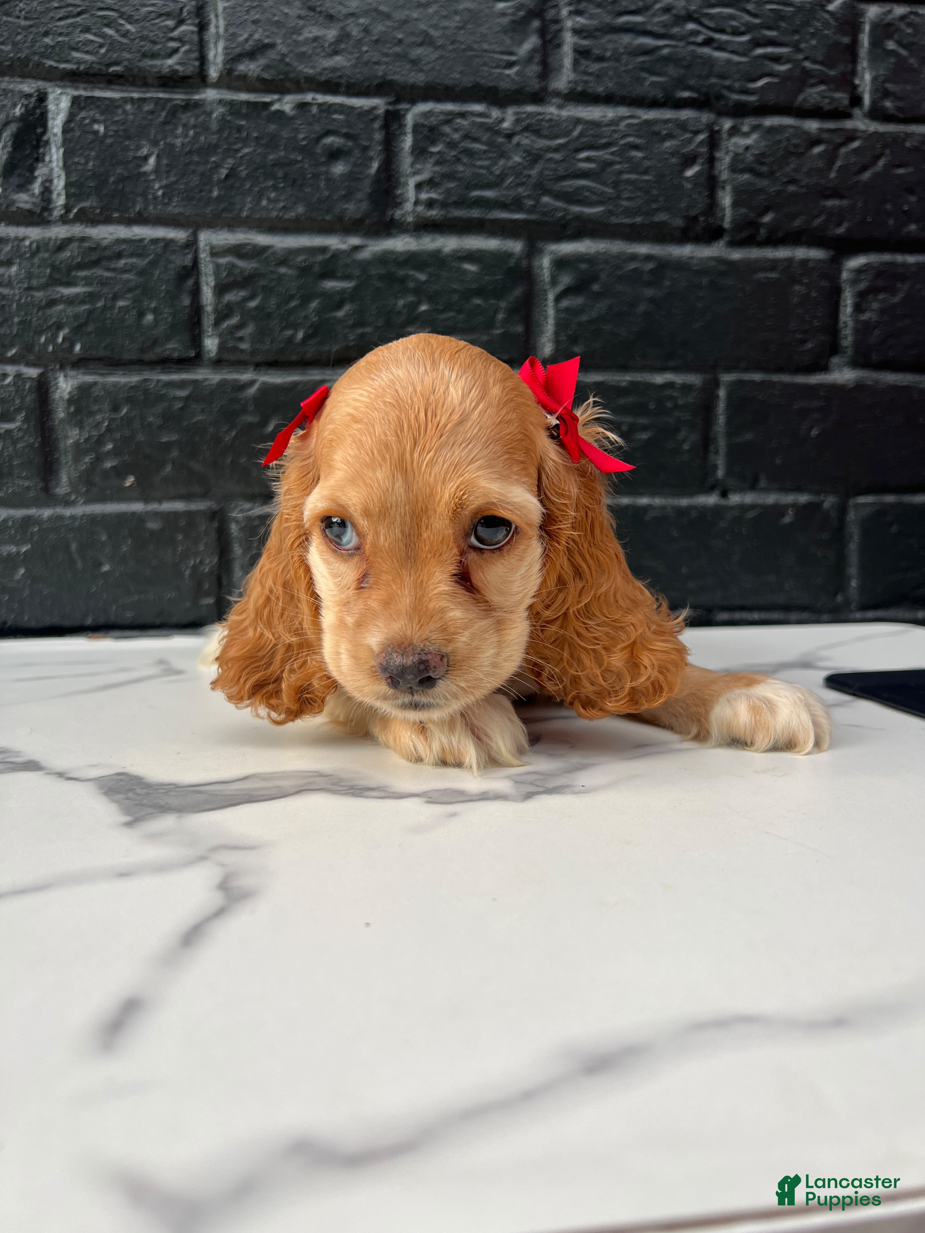 Cocker Spaniel dogs 🌸 Bambi 🌸 - Ad 34