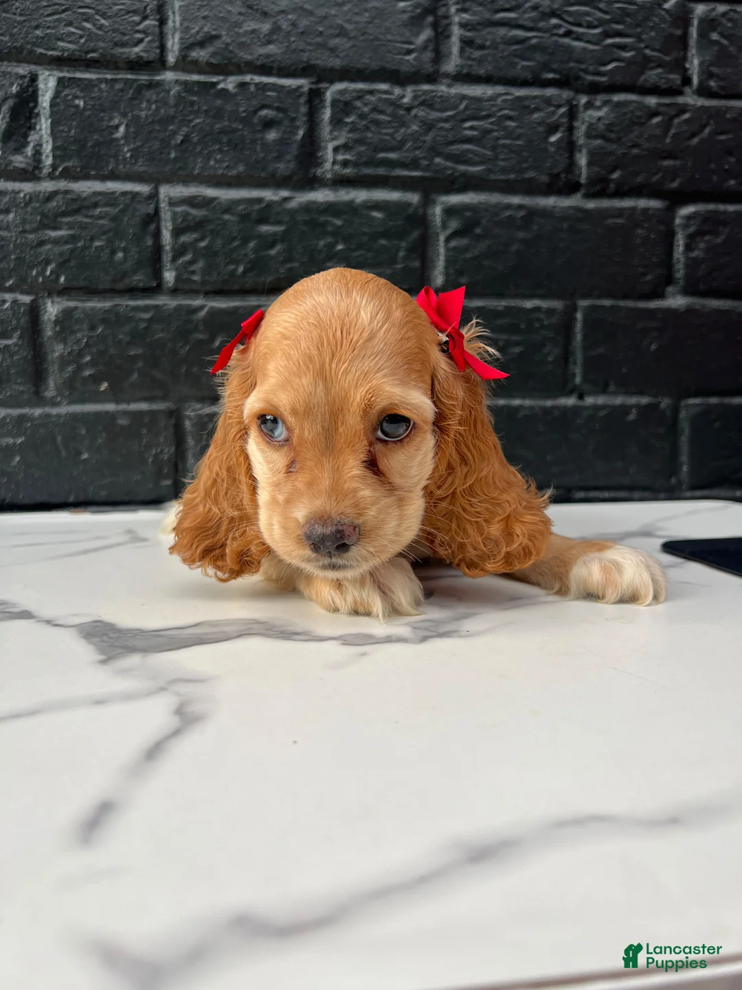 Cocker Spaniel dogs for sale: 🌸 Bambi 🌸 - Ad 1