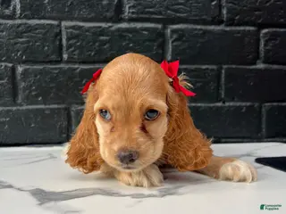 Cocker Spaniel dogs 🌸 Bambi 🌸 - Ad 15