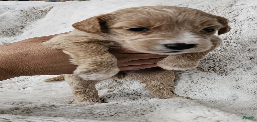 Gallery Image {{count}}