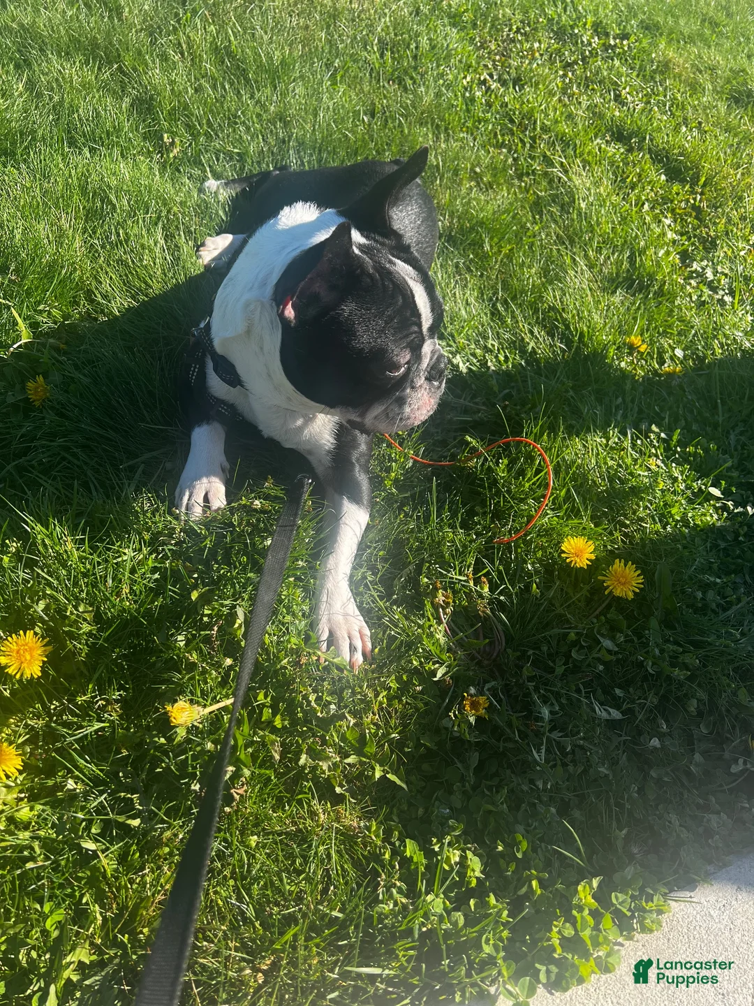French Bulldog dogs for stud: Dexter - Ad 2