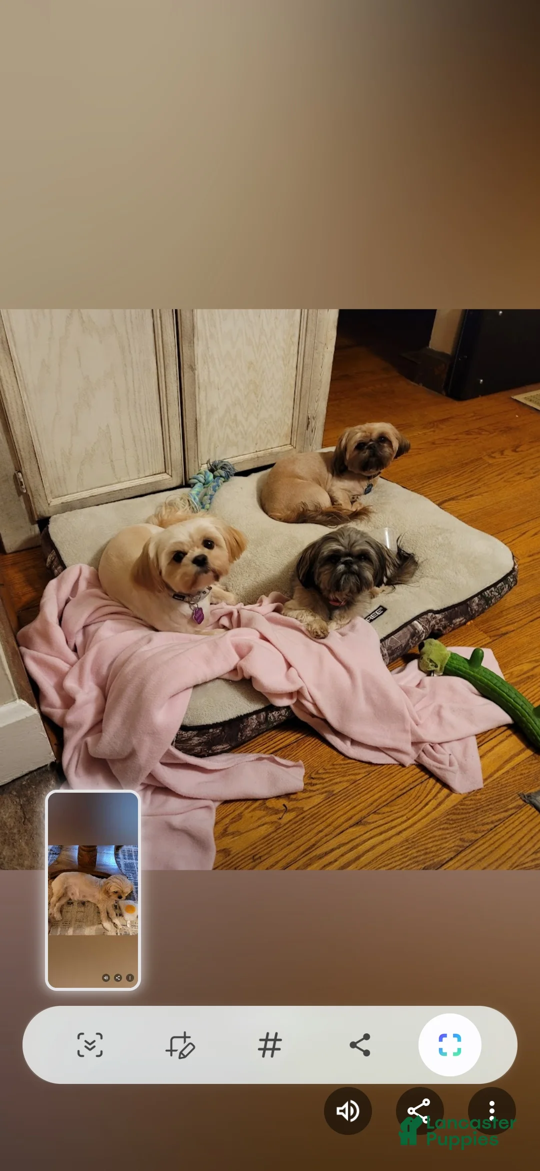 Shih Tzu dogs for sale: Dallas - Ad 3