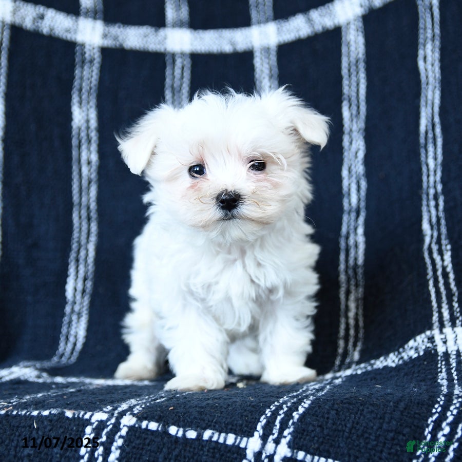 Maltese dogs Calypso - Ad 9