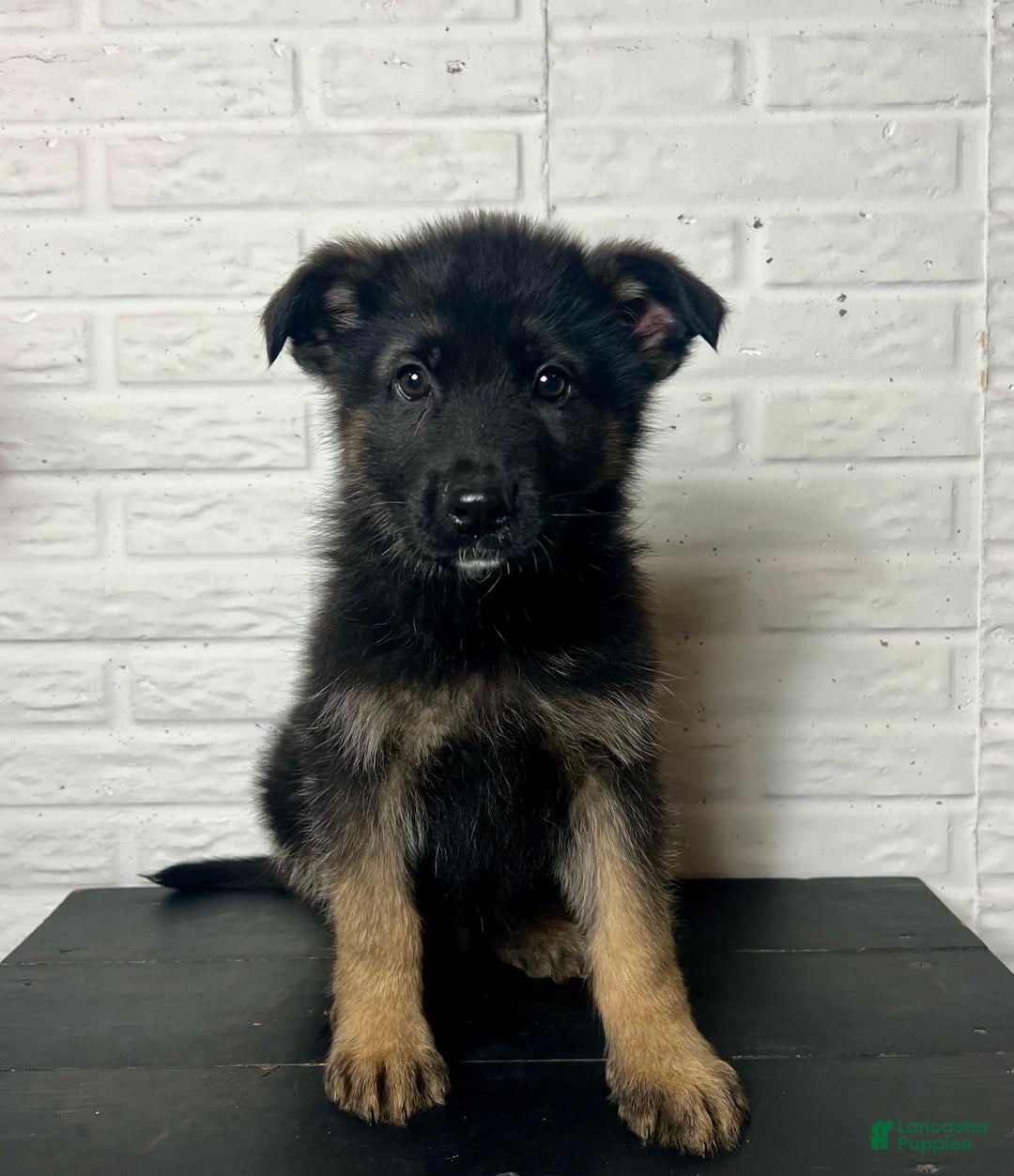 German Shepherd dogs for sale: Duncan - Ad 2