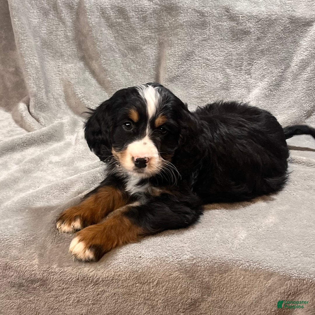 Mixed Breed dogs for sale: Gunner - Ad 2