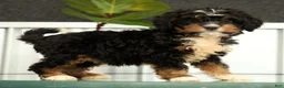 Mini Bernedoodle dogs for sale: Luna - Ad 3