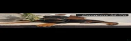 Doberman Pinscher dogs for sale: CANYON - Ad 3