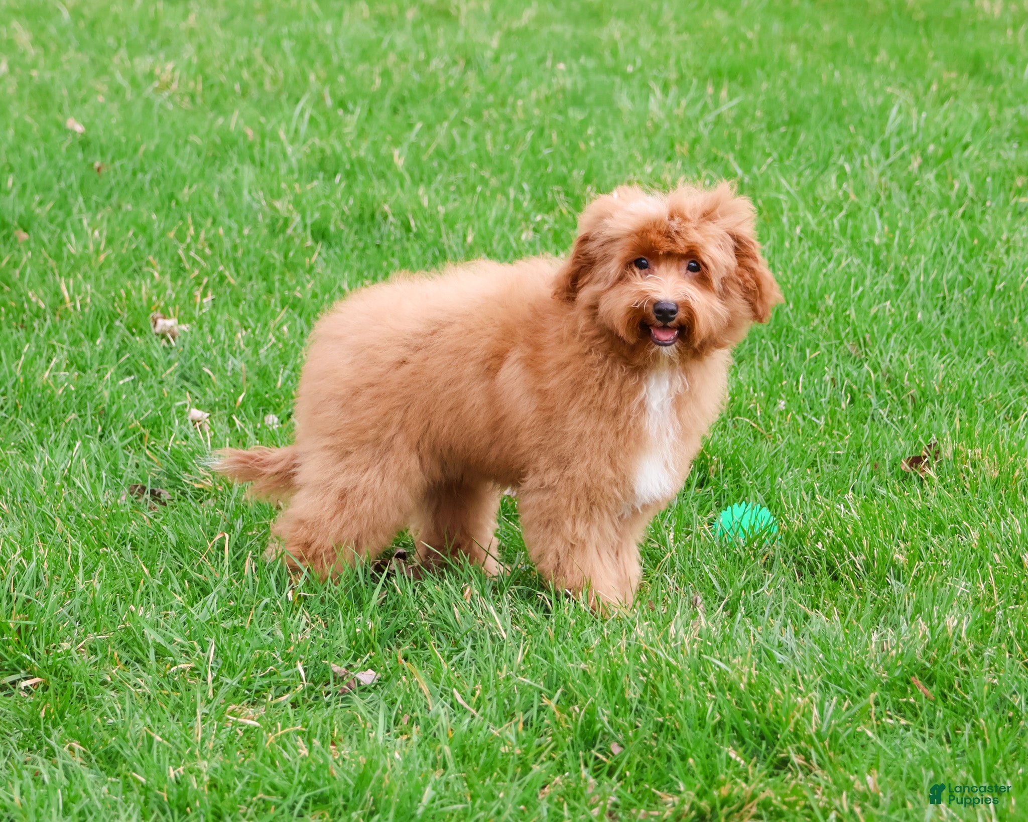 Cavapoo dogs Charles  - Ad 2