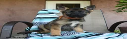 German Shepherd dogs for sale: Gretchun - Ad 3