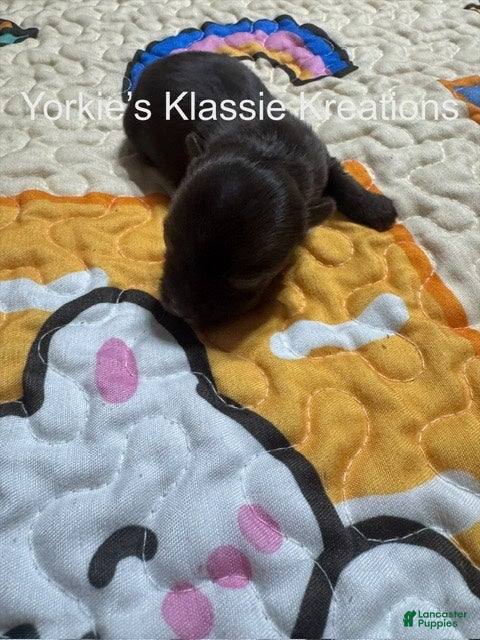 Yorkshire Terrier dogs KLANSEY - Ad 2