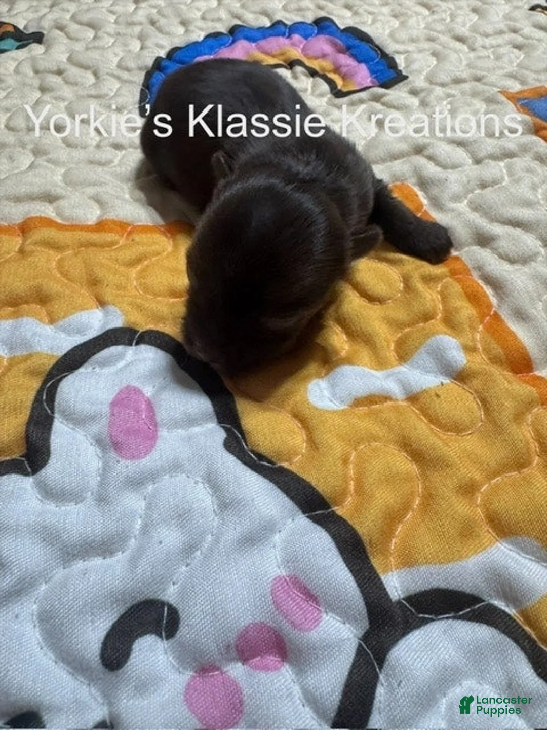 Yorkshire Terrier dogs for sale: KLANSEY - Ad 2