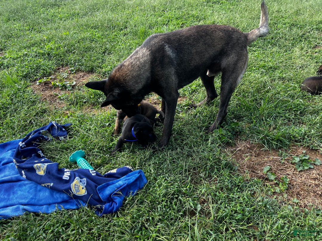 Belgian Malinois dogs for sale: Mocha ❤️alpha Akc Beauty 717-202-9120 - Ad 6