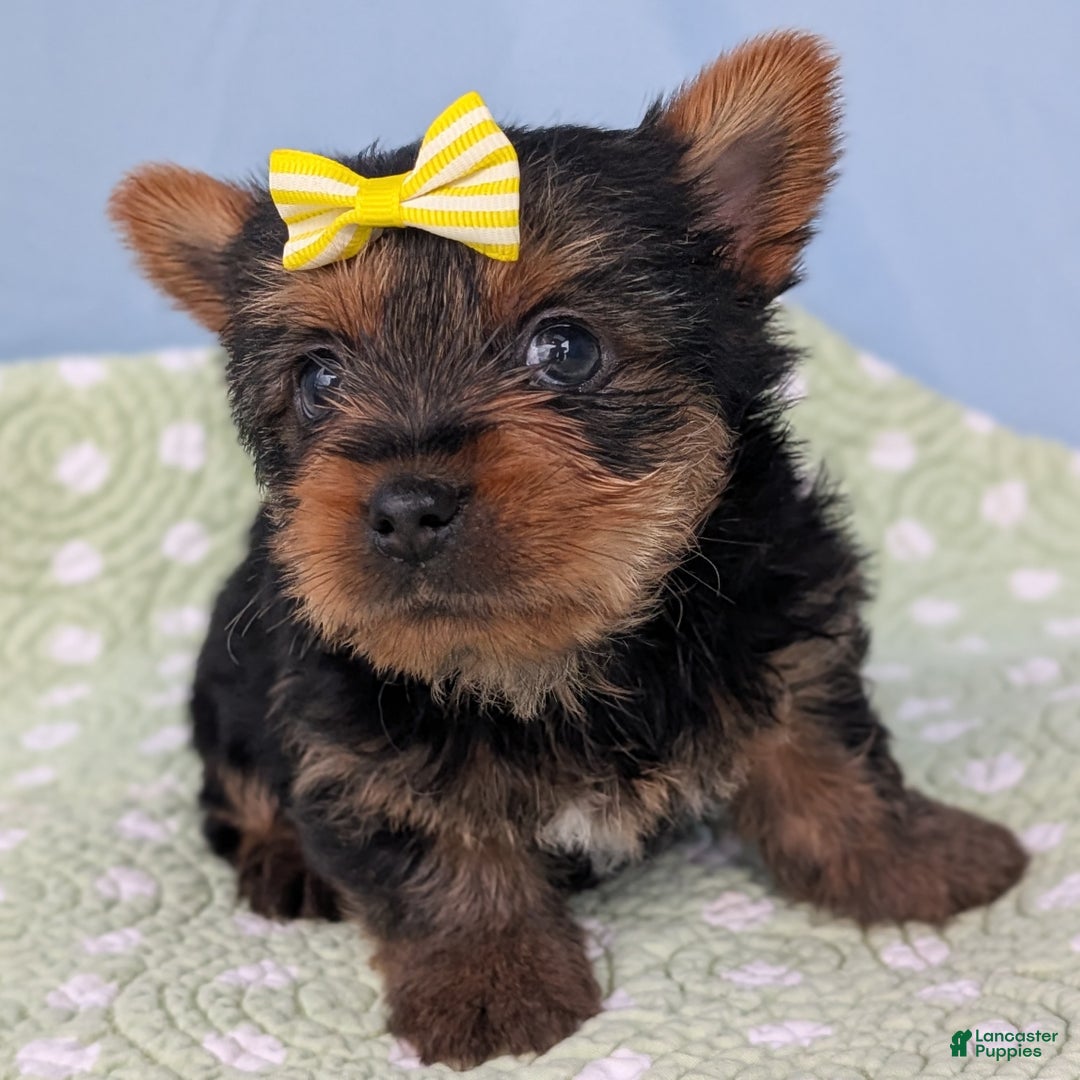 Yorkshire Terrier dogs for sale: Spritz - Ad 7