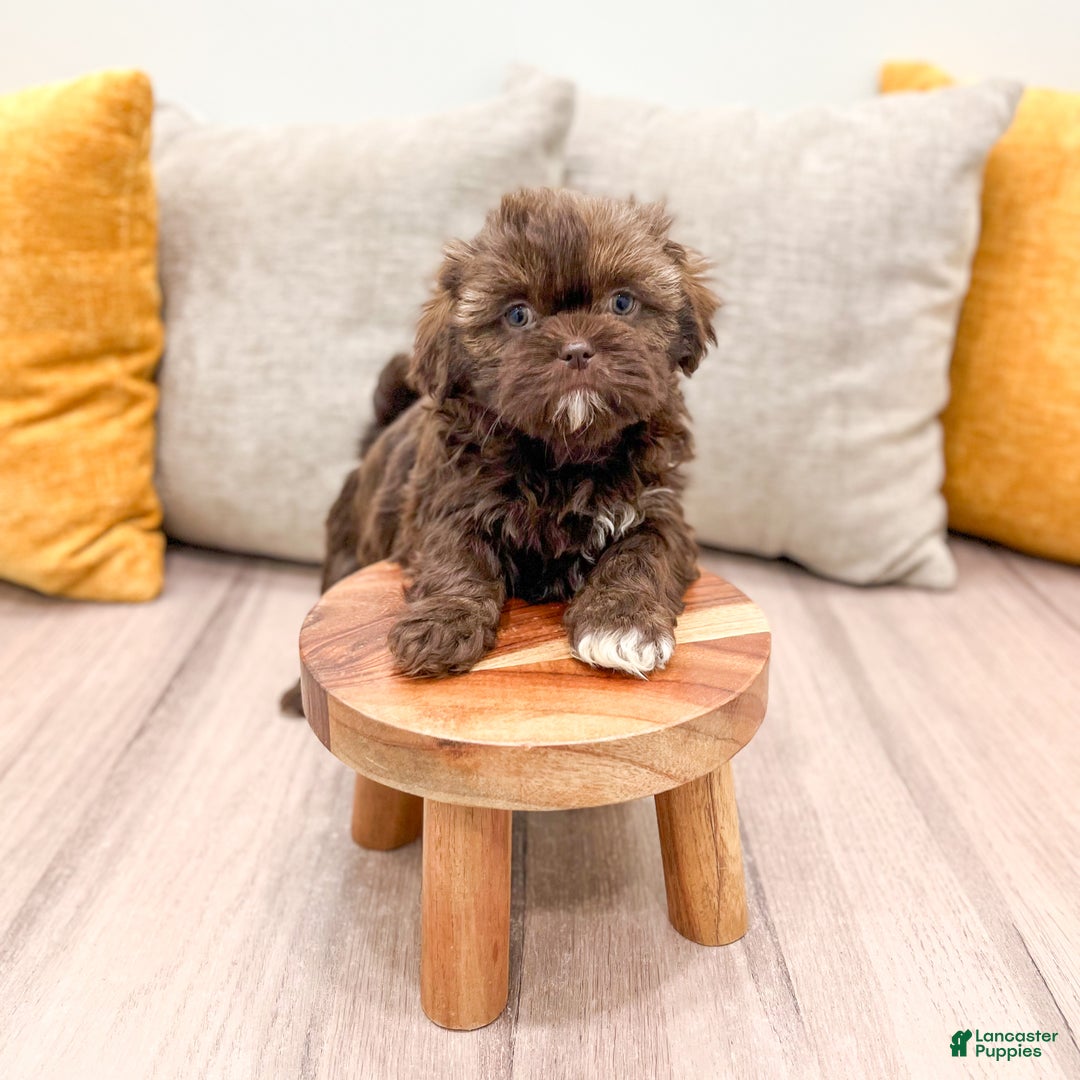 Shih Tzu dogs for sale: Layla - Ad 3