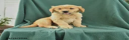 Golden Retriever dogs for sale: Rhoda - Ad 1