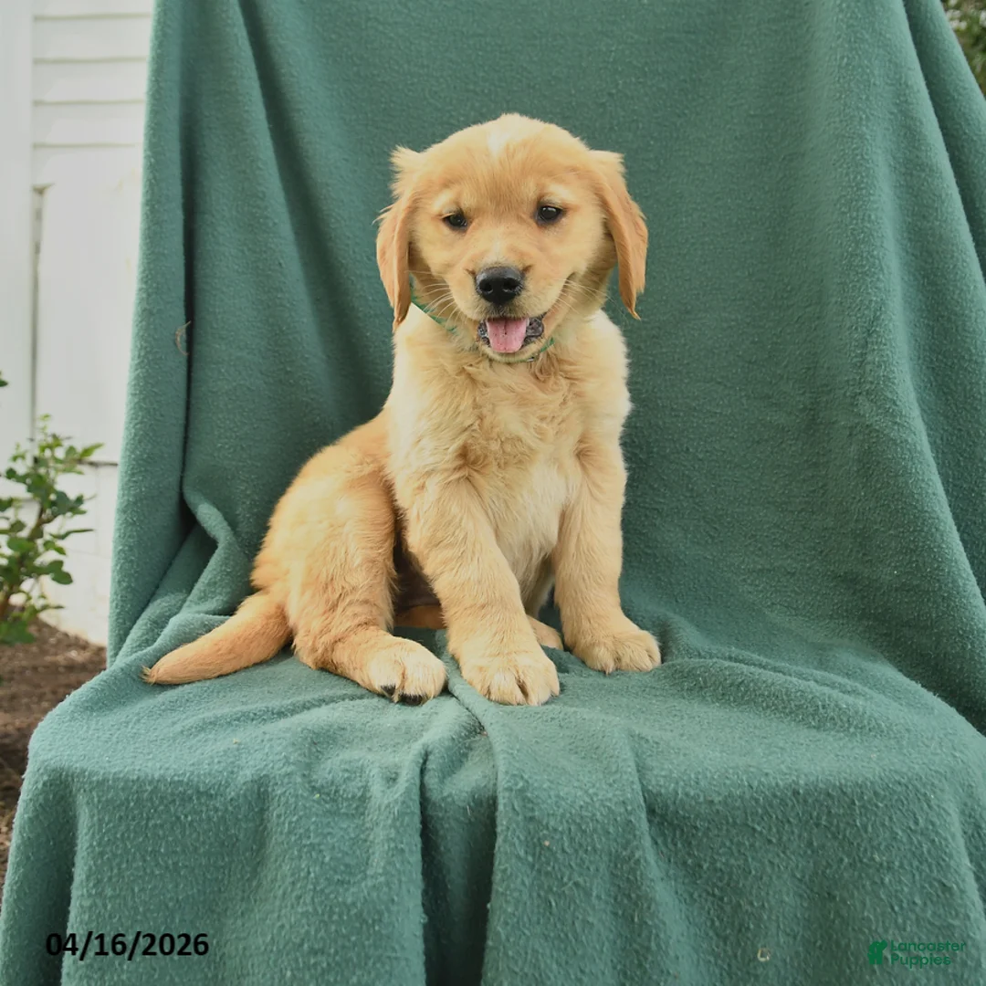 Golden Retriever dogs for sale: Rhoda - Ad 1