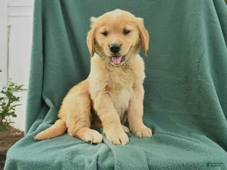 Golden Retriever dogs for sale: Rhoda - Ad 1