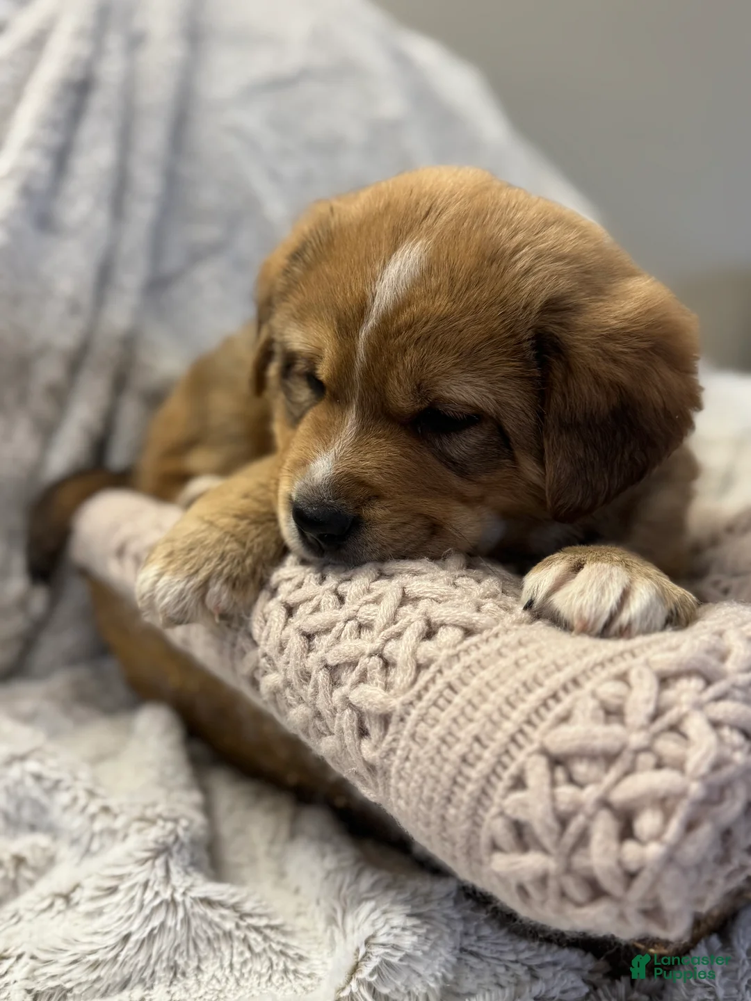 Mixed Breed dogs for sale: Frappé  - Ad 8