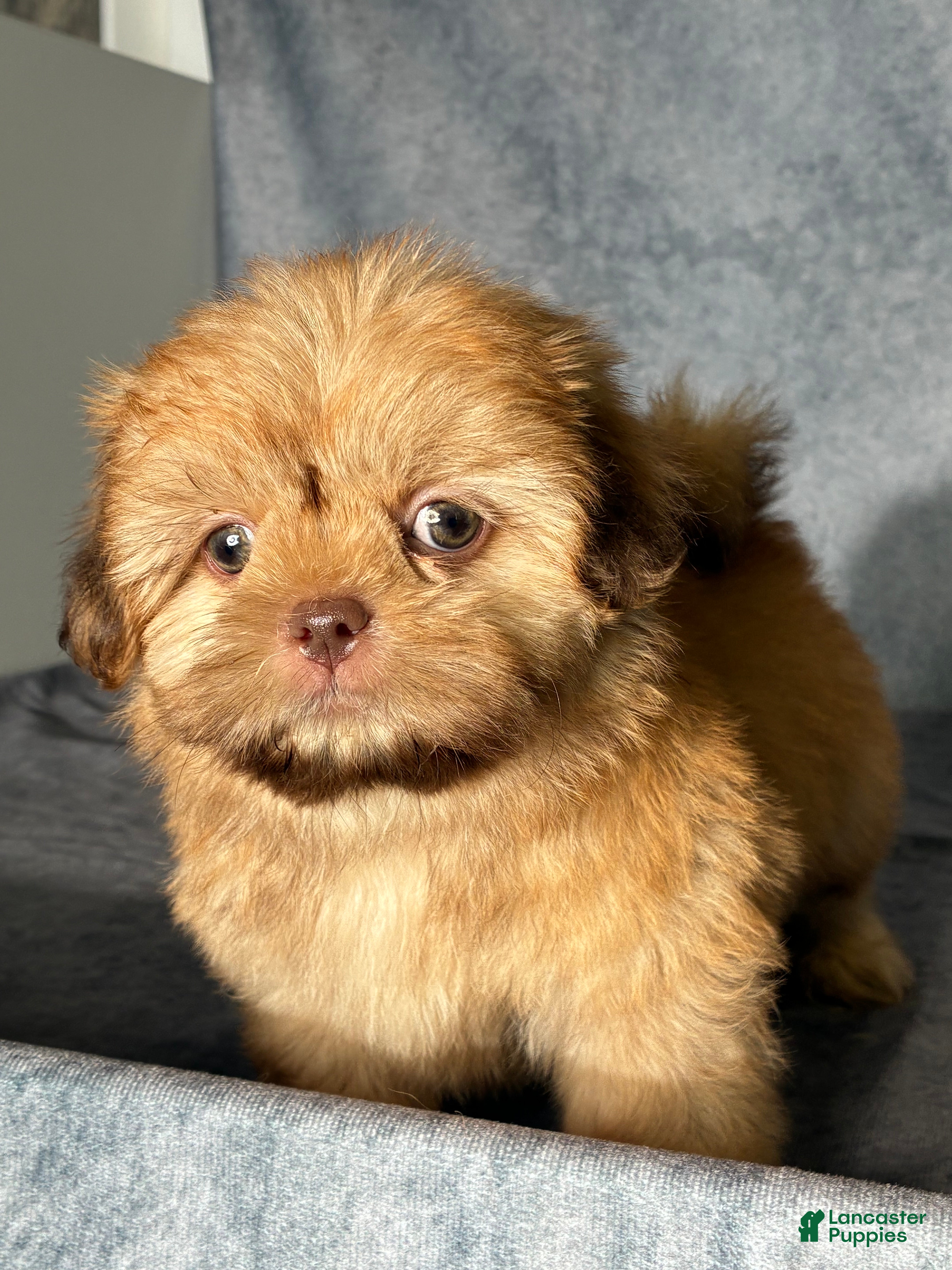 Shih Tzu dogs Kota (AKC) - Ad 2