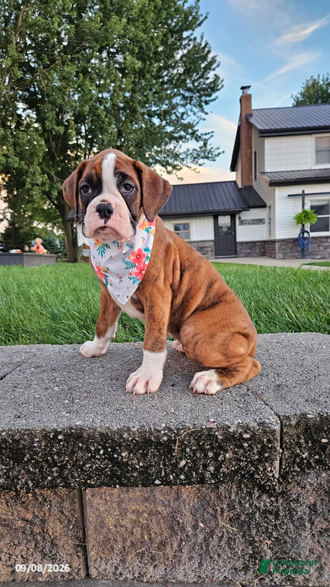 Boxer dogs for sale: Bella - Ad 3
