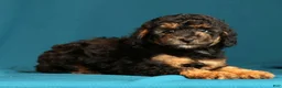 Miniature Poodle dogs for sale: Corey - Ad 7