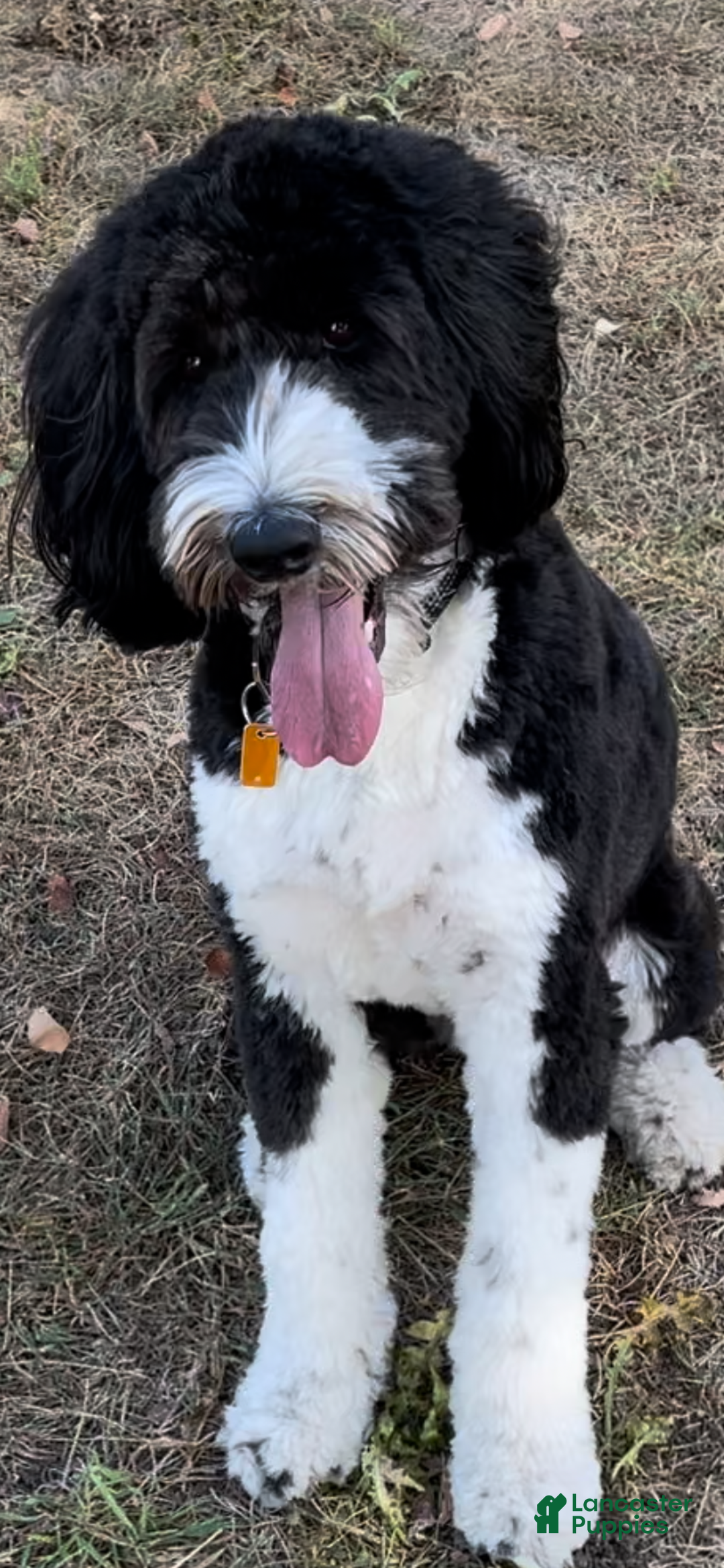 Mixed Breed dogs for sale: female # 3 English Shepherd Doodle - Ad 15