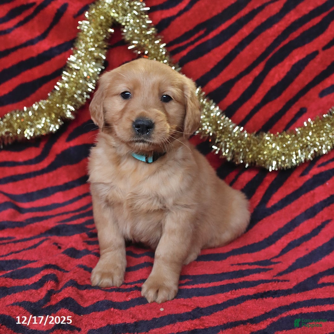 Golden Retriever dogs for sale: Rachel - Ad 3