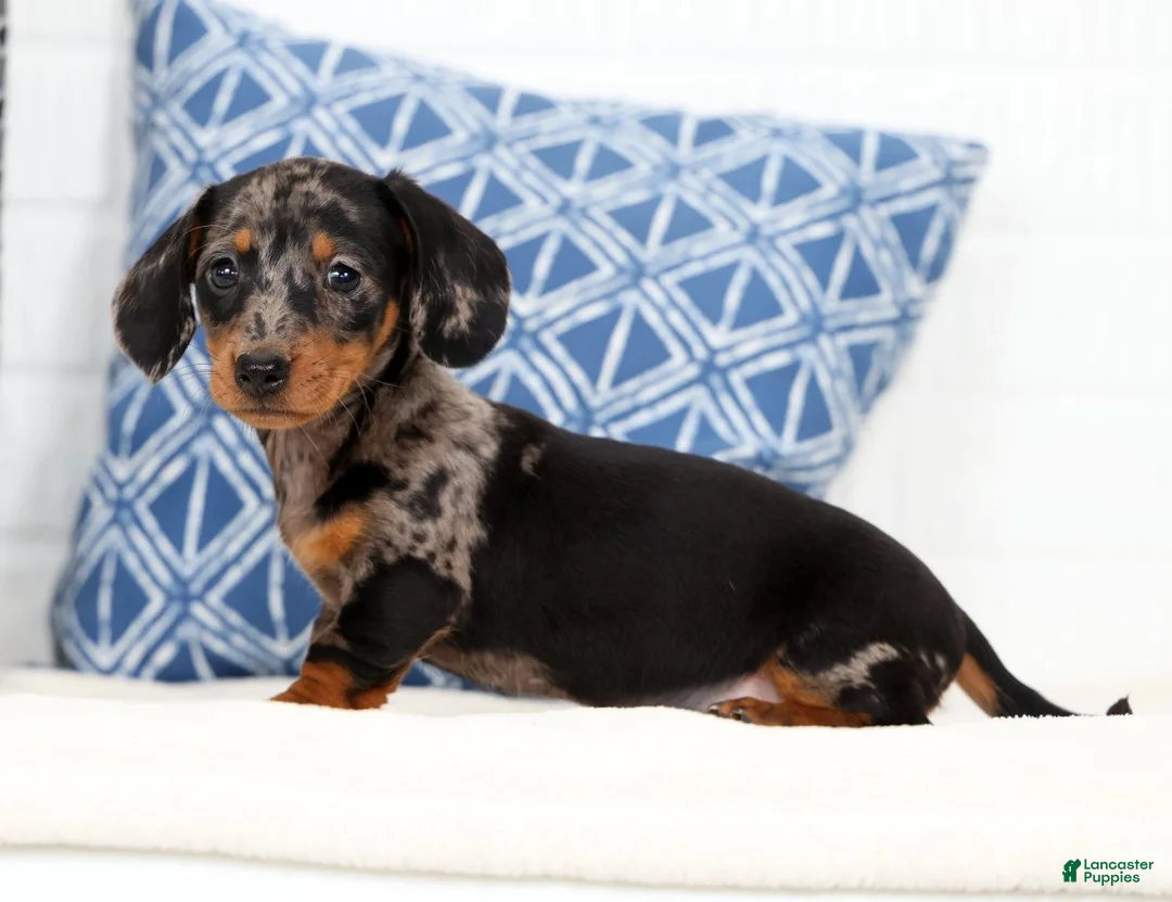 Miniature Dachshund dogs for sale: Maddie - Ad 1