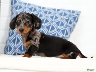 Miniature Dachshund dogs for sale: Maddie - Ad 4