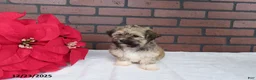 Havanese dogs for sale: Shaylee - Ad 3
