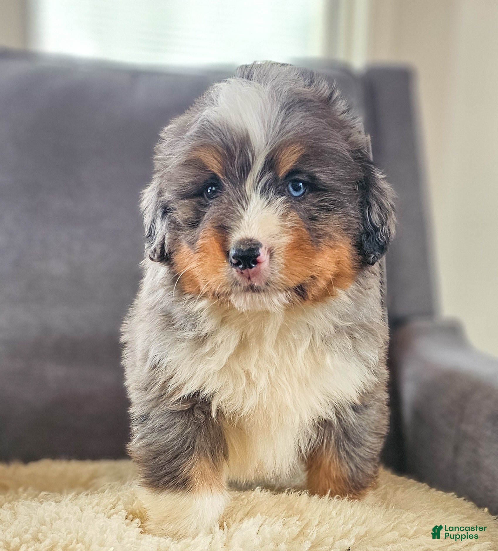 Bernedoodle dogs Cash - Ad 1