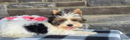 Biewer Terrier dogs for sale: Buddie - Ad 4