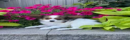Papillon dogs for sale: Rudy - Ad 5