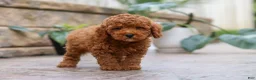 Miniature Poodle dogs for sale: Oakley - Ad 5