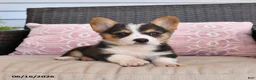 Welsh Corgi Pembroke dogs for sale: Moose - Ad 5