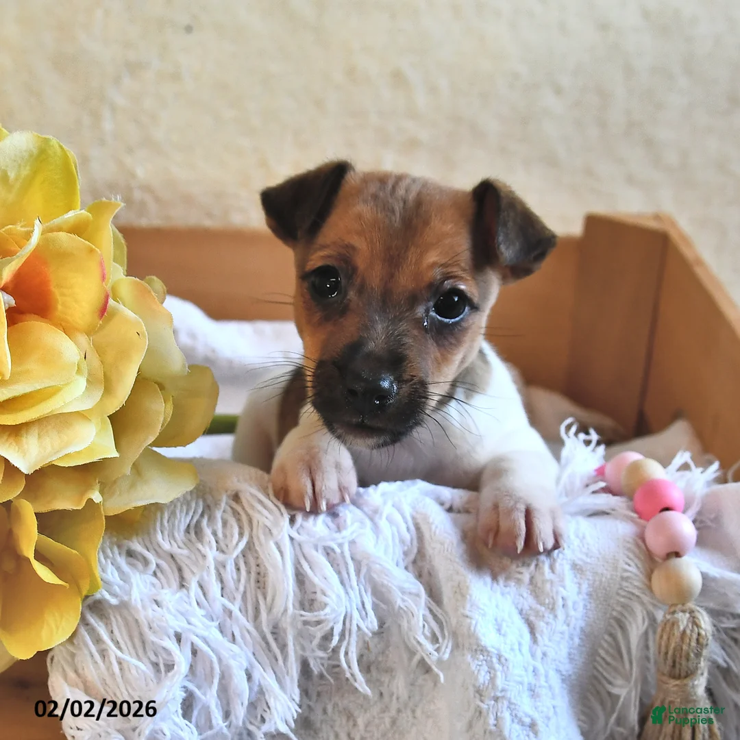 Jack Russell Terrier dogs for sale: Bitsy - Ad 2