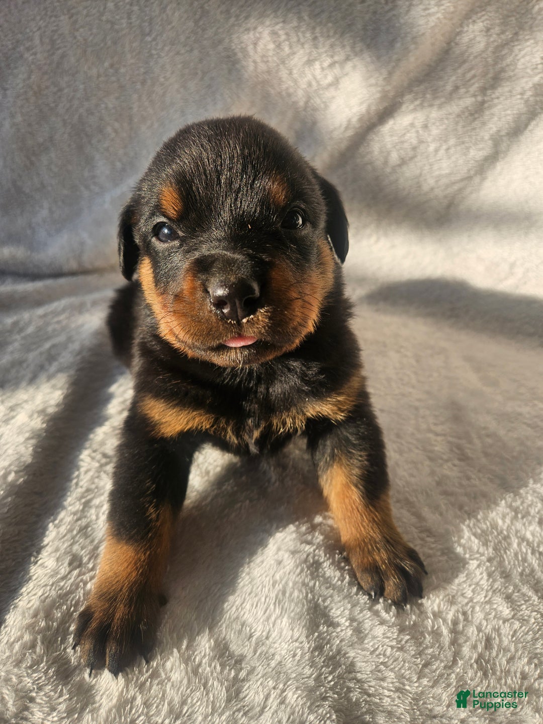 Rottweiler dogs for sale: Pretzel - Ad 1