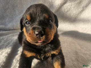 Rottweiler dogs Pretzel - Ad 30