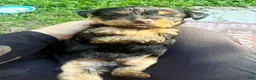 Yorkshire Terrier dogs for sale: Rowdy - Ad 8