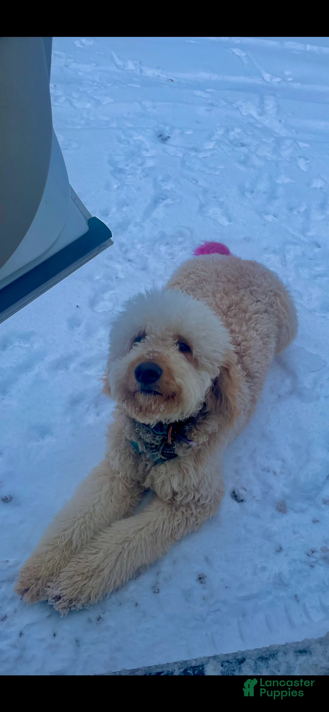 Goldendoodle dogs for sale: Bud - Green Collar Male - Ad 10