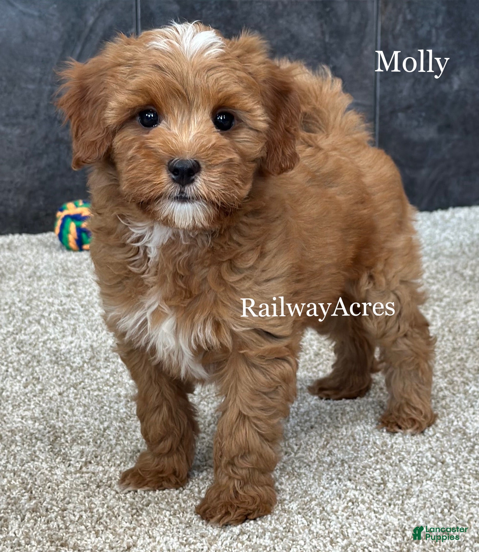 Mixed Breed dogs Molly - Ad 27