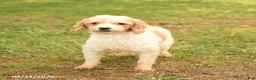 Toy Poodle dogs for sale: Bobby - Ad 3