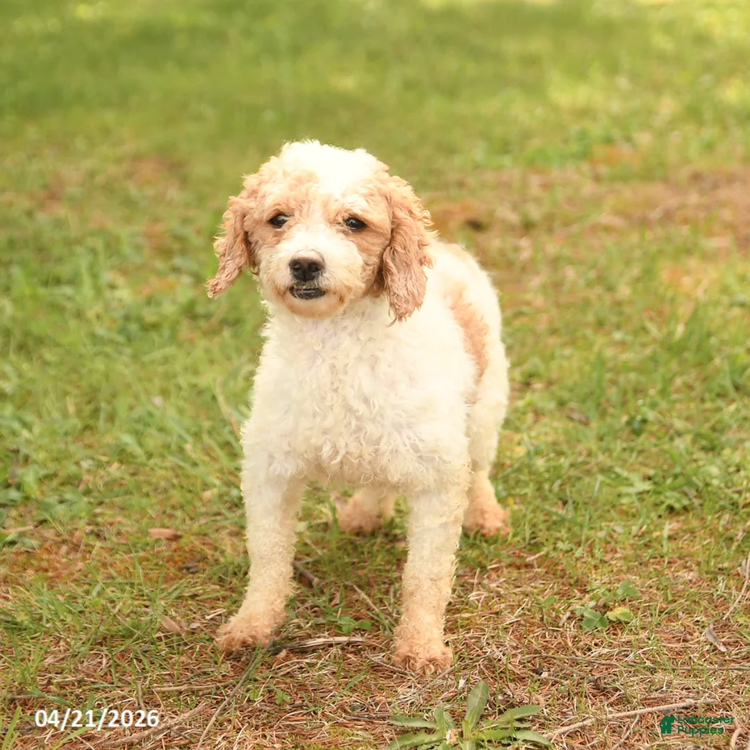 Toy Poodle dogs for sale: Bobby - Ad 3